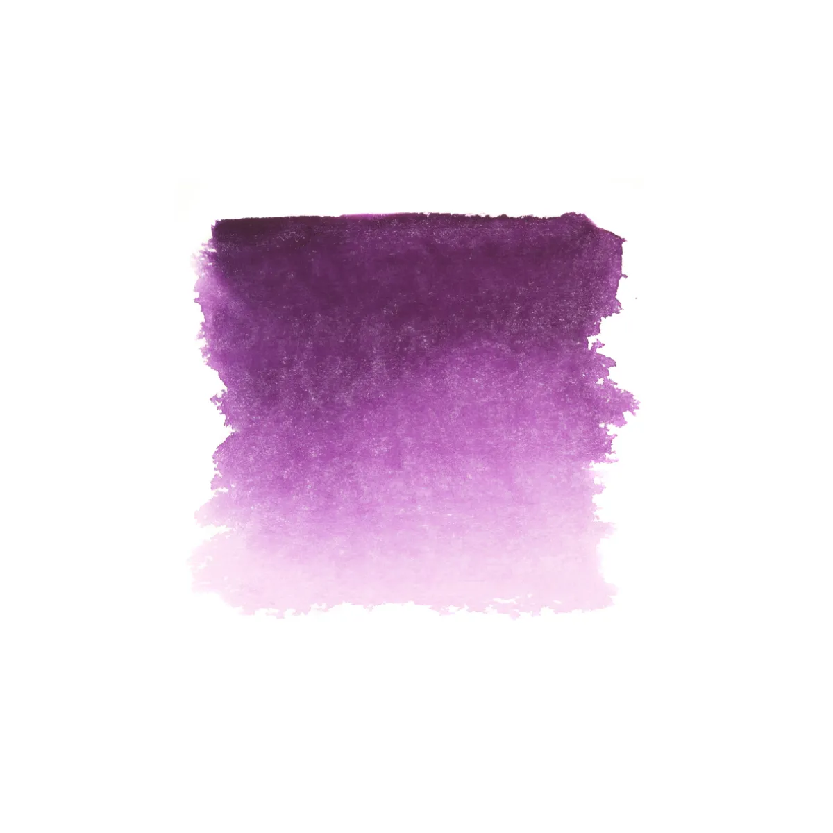 Aquarelle Violet Rose